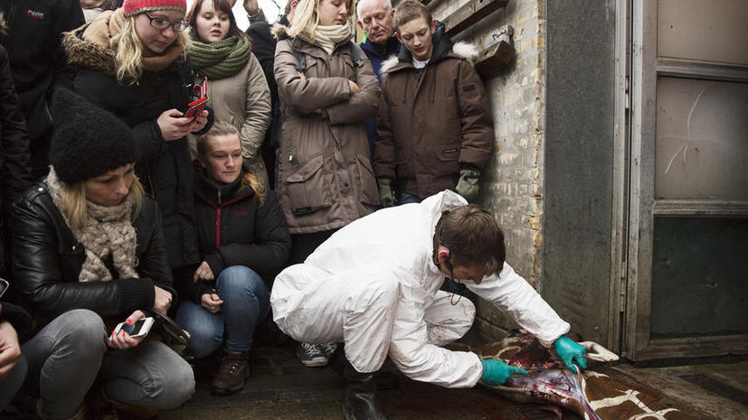 Защитники животных угрожают сотрудникам зоопарка Копенгагена после убийства жирафа Мариуса
