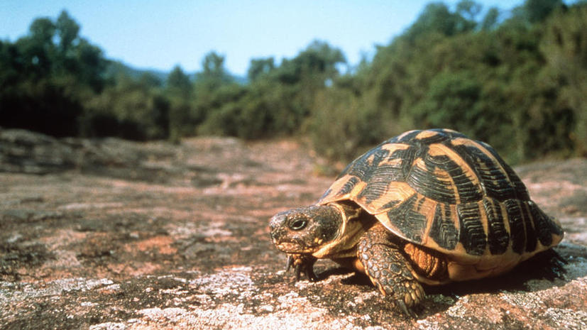 Около тысячи черепах в США усыпят из-за бюджетных сокращений