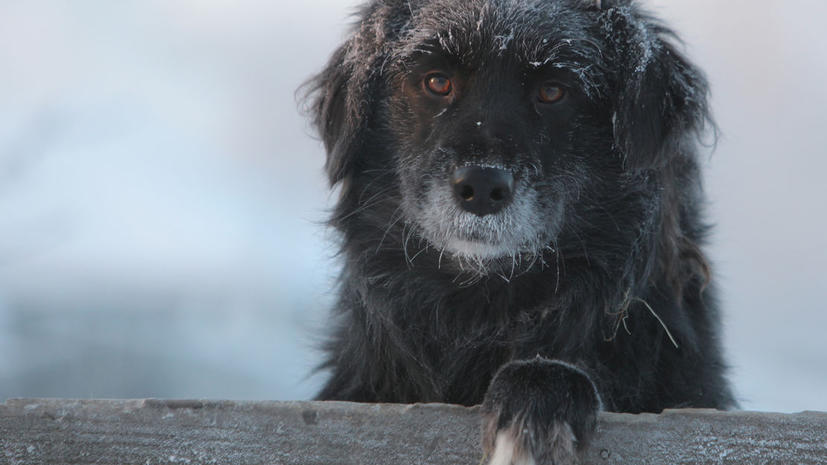 Десятки собак пошли на шапки в Красноярске