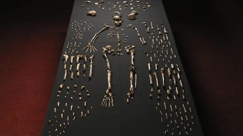 Учёные из Южной Африки открыли новый вид древнего человека