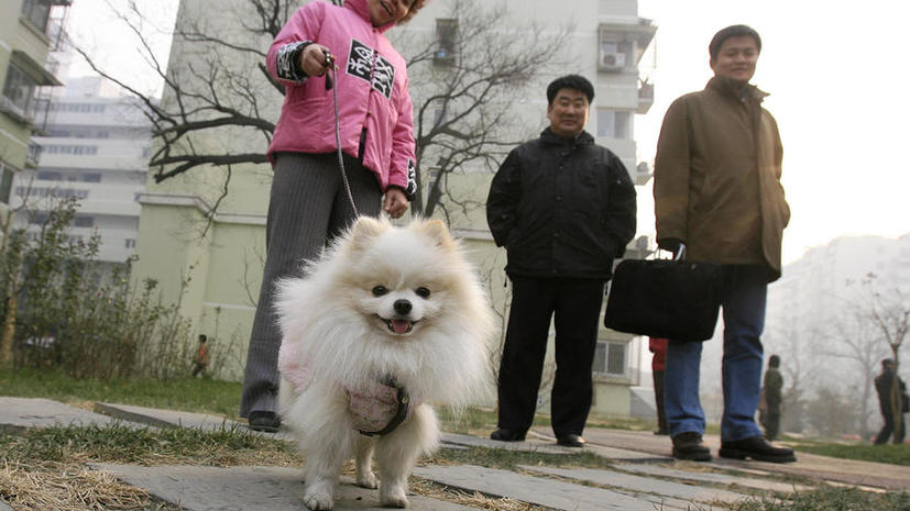 Хозяева крупных собак бегут из Пекина ради спасения питомцев