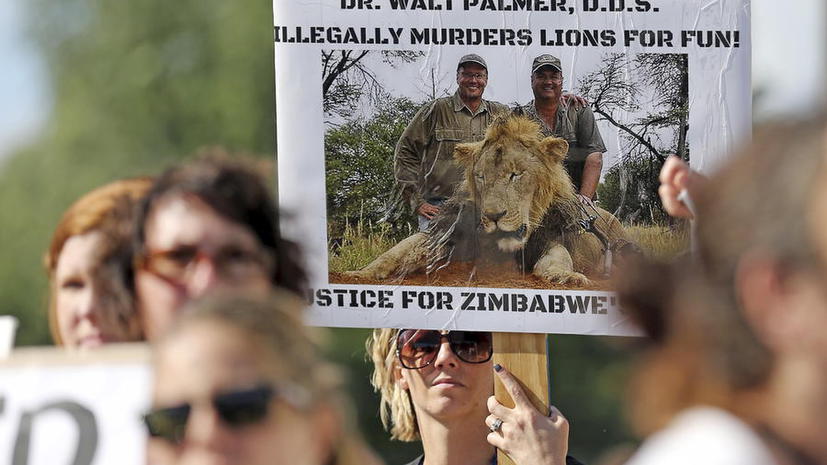 В Зимбабве запретили охоту на диких животных после громкого убийства льва Сесила