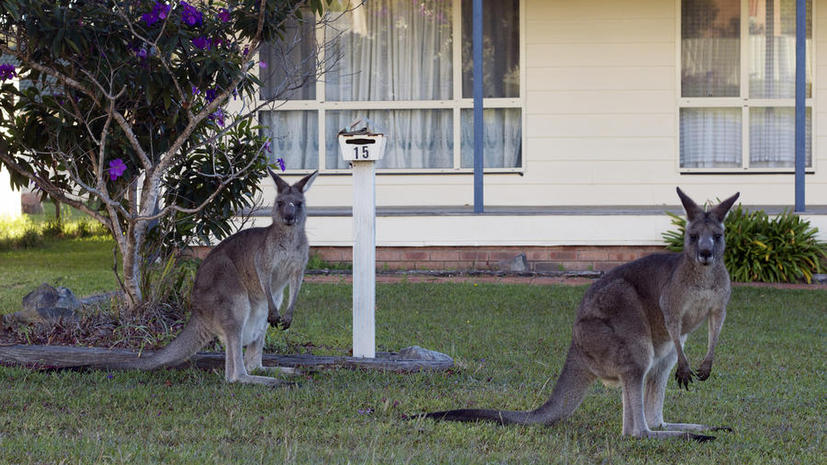 В Австралии разрешено отстреливать кенгуру