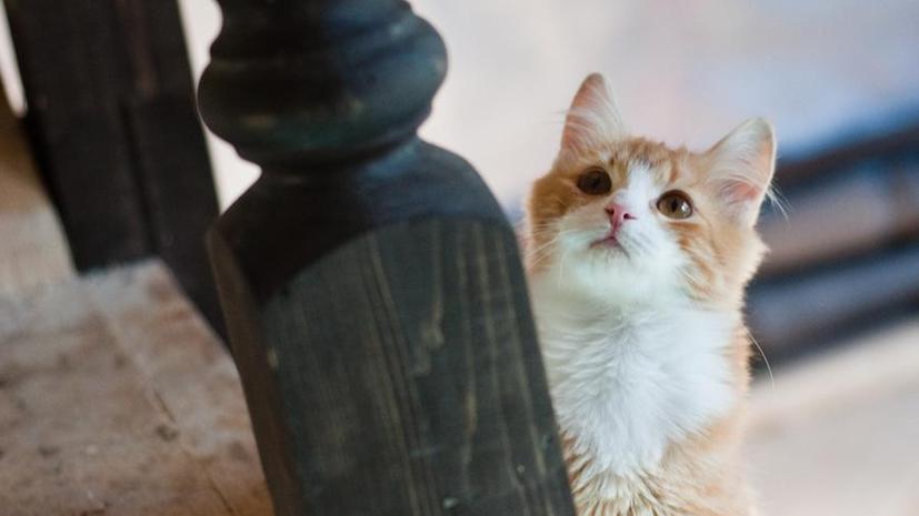 Кошки и ещё 19 причин, почему англичан раздражают их соседи