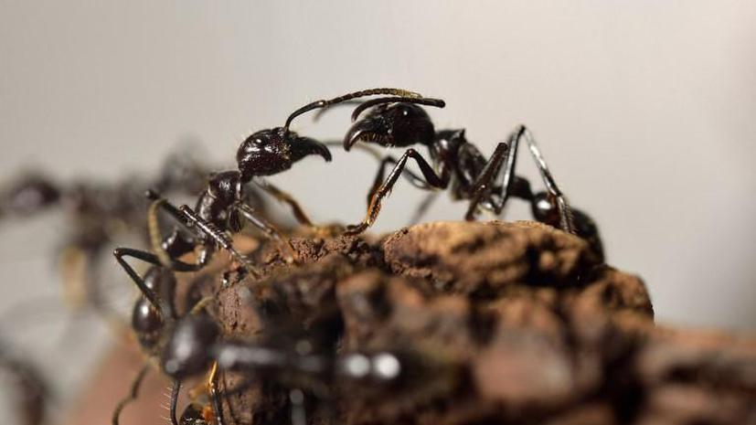 В США «сумасшедшие» муравьи уничтожают «красных»