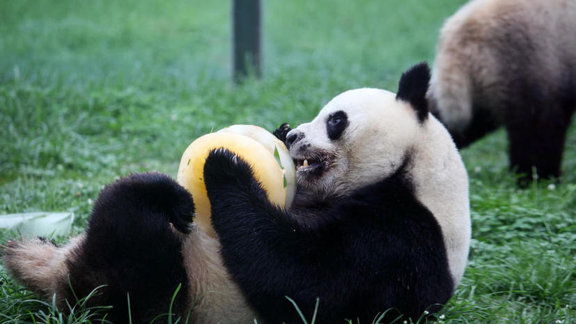 В Китае запущен сайт iPanda, транслирующий повседневную жизнь бамбуковых медведей