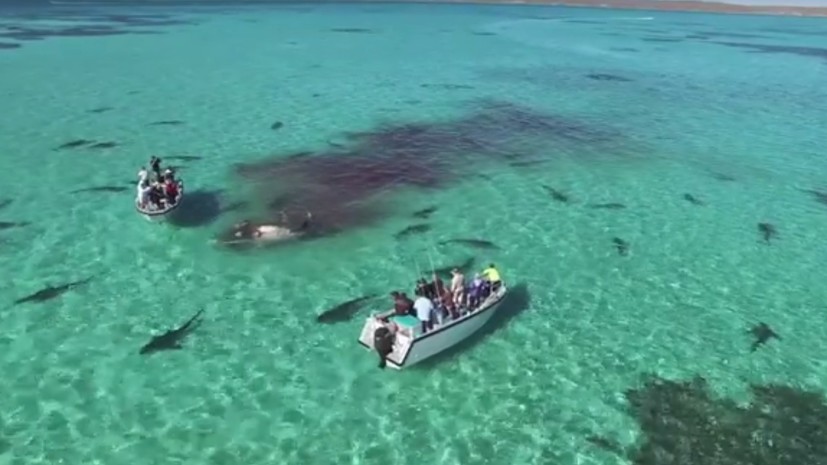 В соцсетях появилось видео, как 70 акул поедают кита на глазах у туристов 