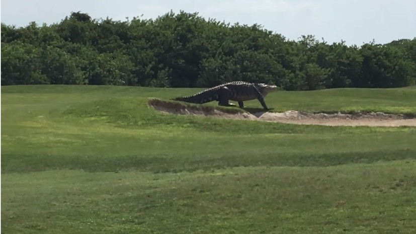 Гигантский аллигатор прогулялся по полю для гольфа во Флориде   
