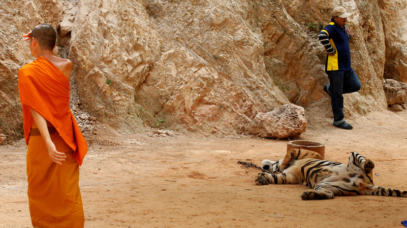 В тайском монастыре найдены ещё 30 мёртвых тигрят