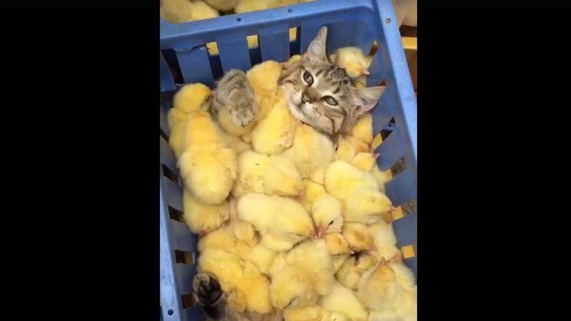Кот отдыхает на дне ящика с цыплятами