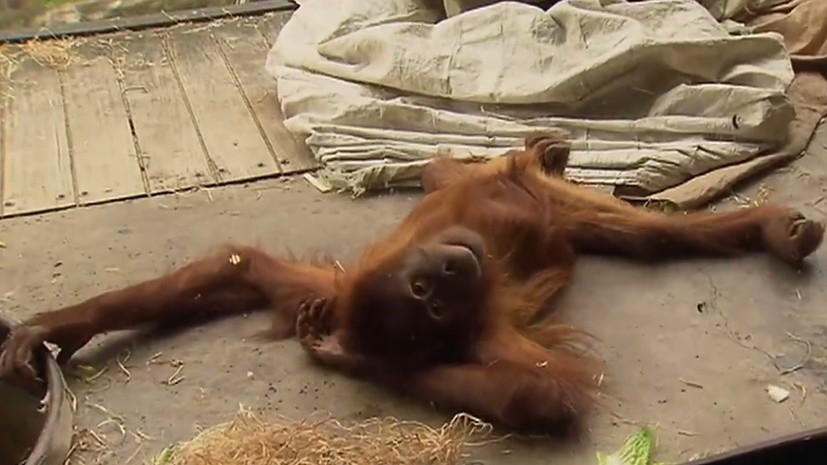 Ничего необычного, просто орангутан танцует брейк-данс