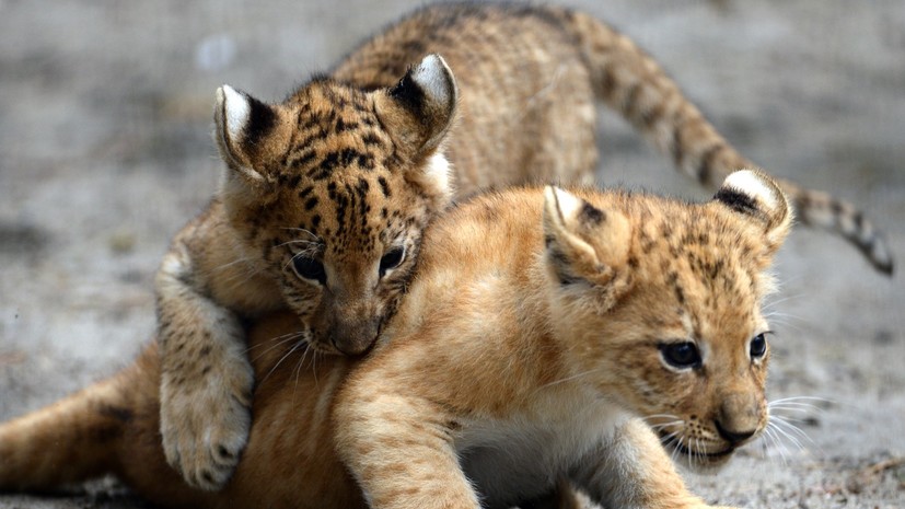 Тигрольвы, лигры и лилигры: новые виды, рождённые в неволе