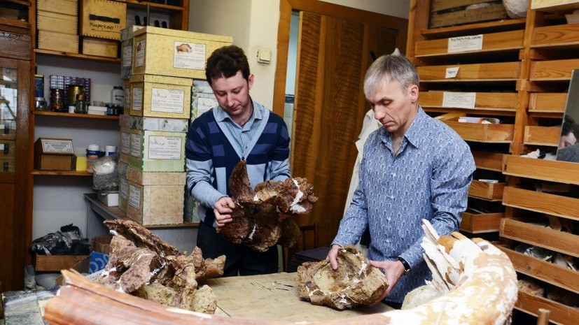 Сибирские учёные открыли новый вид динозавров