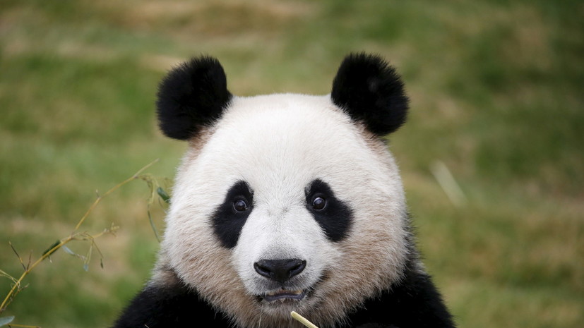 Большие панды перестали быть вымирающим видом в Красной книге