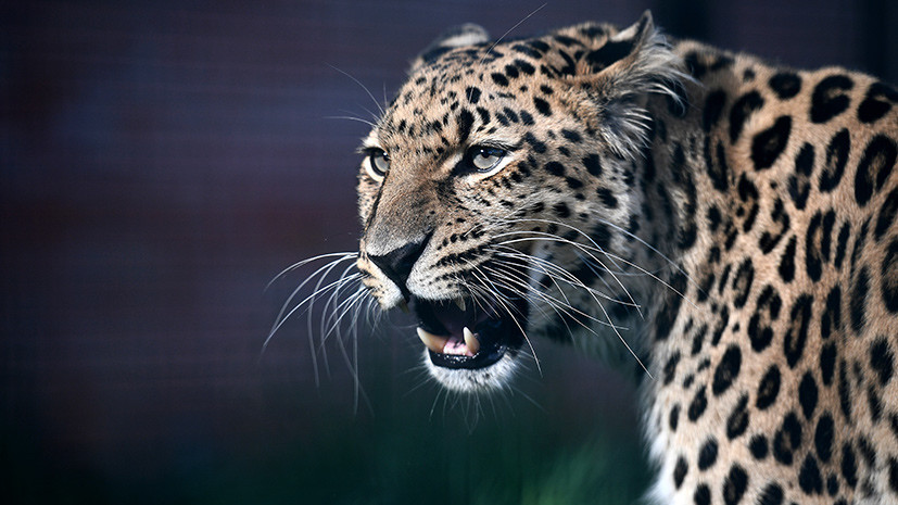 Фотоучёт: Россия и Китай заведут дальневосточным леопардам и амурским тиграм паспорта