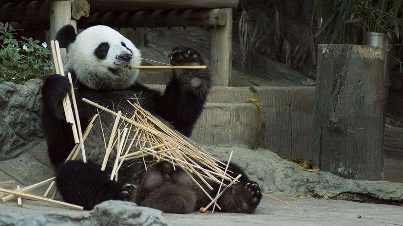 Спасая бамбуковых медведей: фильм RTД о китайском центре по разведению панд
