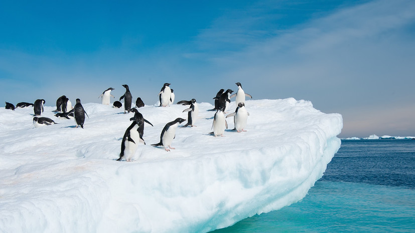 Тест RT: Что вы знаете об Антарктиде? 