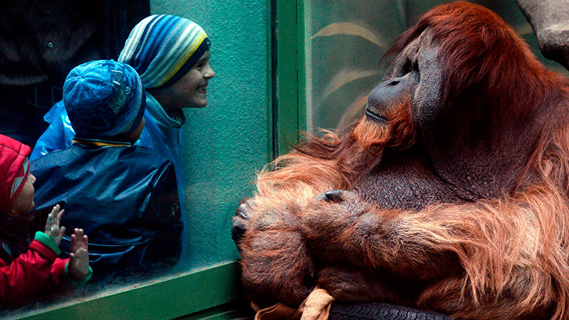 в Московском зоопарке разбирают животных под опеку