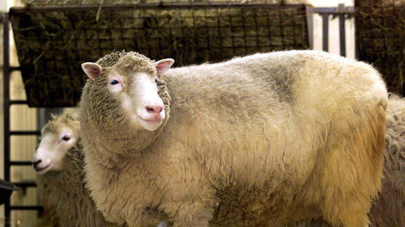Клону поклон: 20 лет назад учёные объявили о рождении овечки Долли — РТ на  русском