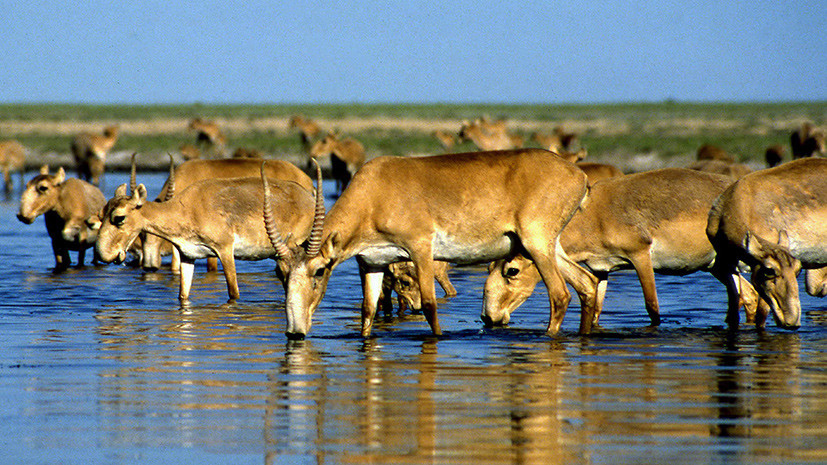 Антибраконьеры за антилоп: Минприроды занесёт сайгаков в Красную книгу России