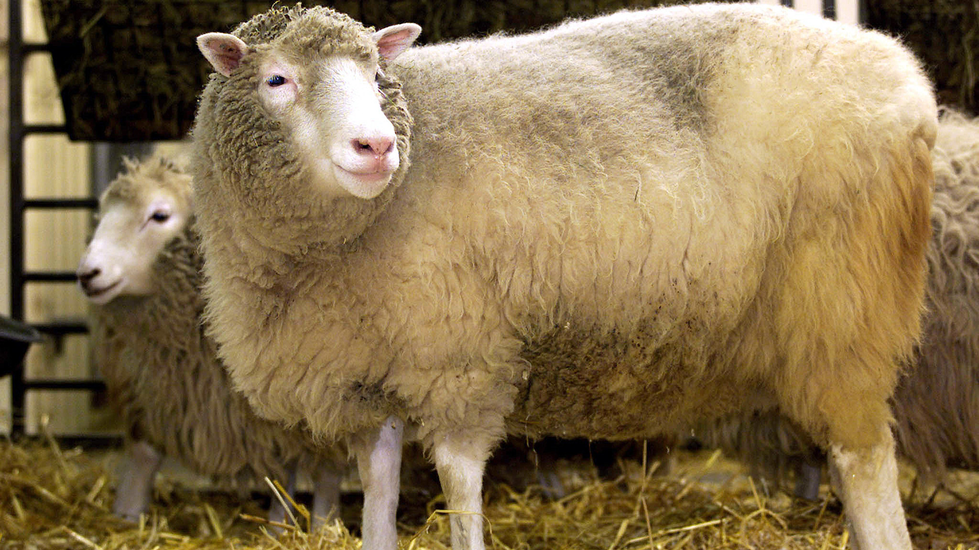Как проводился эксперимент по клонированию овцы Долли