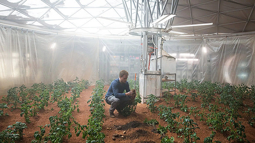 Космические клубни: учёные вырастили картофель в «марсианских» условиях