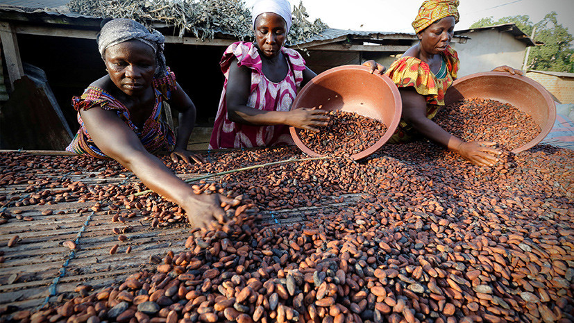 Горький вкус какао: цены на сырьё для шоколада упали до минимума 2008 года