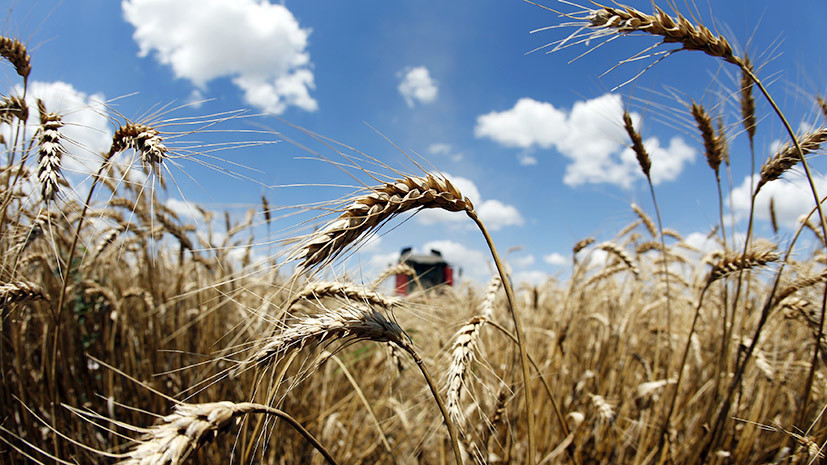 Хлебный путь: в Турции сняли ограничения на поставки российской пшеницы