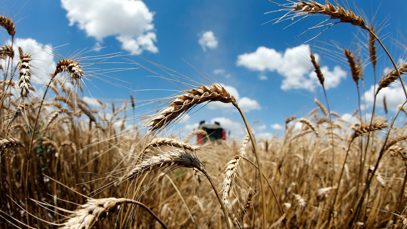 Всё на продажу: когда на Украине примут закон о свободной торговле сельхозземлями