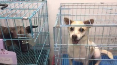 Российские волонтёры спасли от жестокой расправы больше тысячи собак в КНР