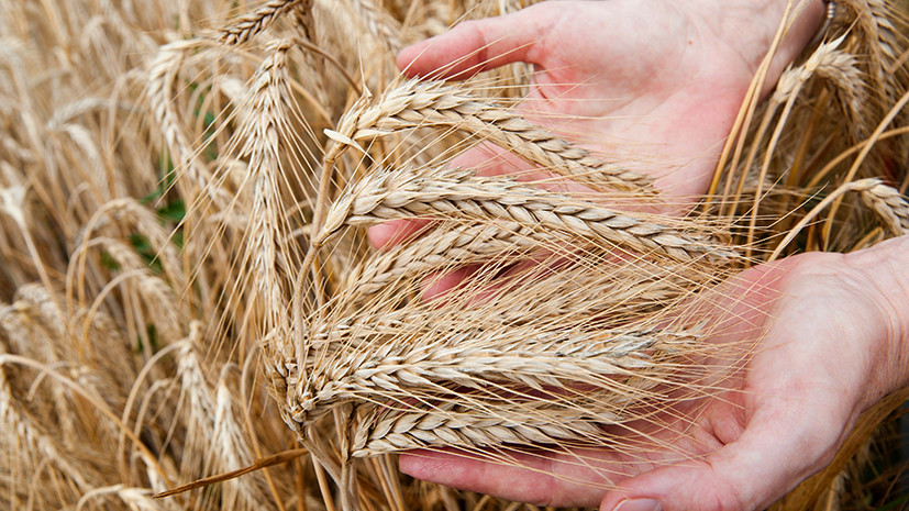 Злачный сезон: почему холодное лето не остановило рост производства зерна в России