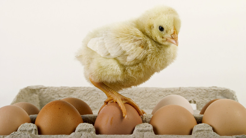 Тест RT: курица или яйцо? Великие изобретения человечества