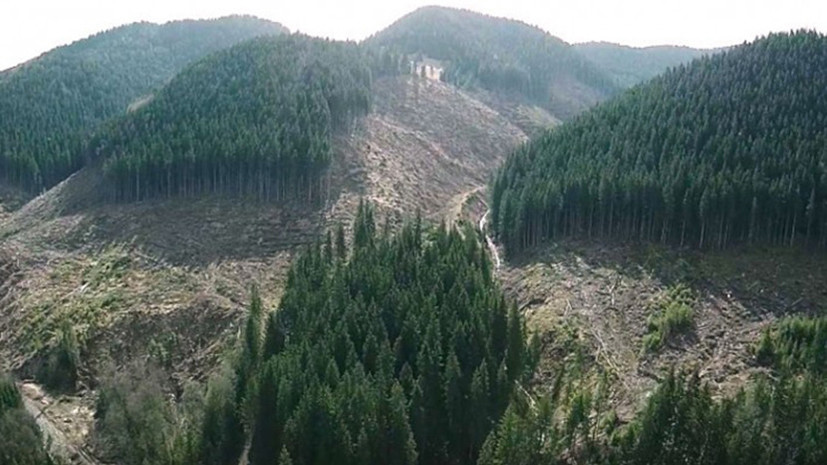 Топорный подход: чем грозят Украине массовые вырубки леса