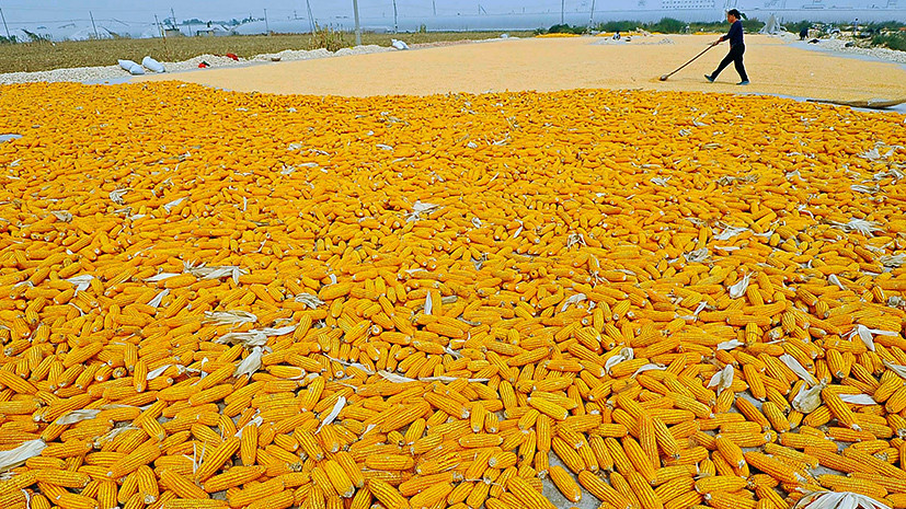 Дети кукурузы: в США рассказали о пользе производства ГМО на Украине