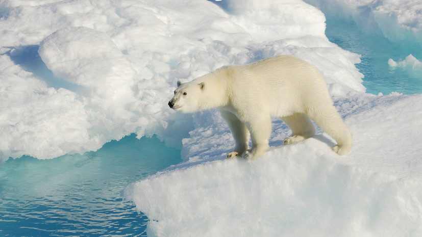 В отпуск к белым медведям: в Ростуризме заявили о росте спроса на арктическое направление