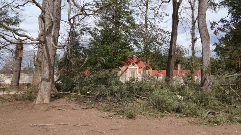 СМИ: В США из-за ветра упало посаженное Джорджем Вашингтоном 227-летнее дерево