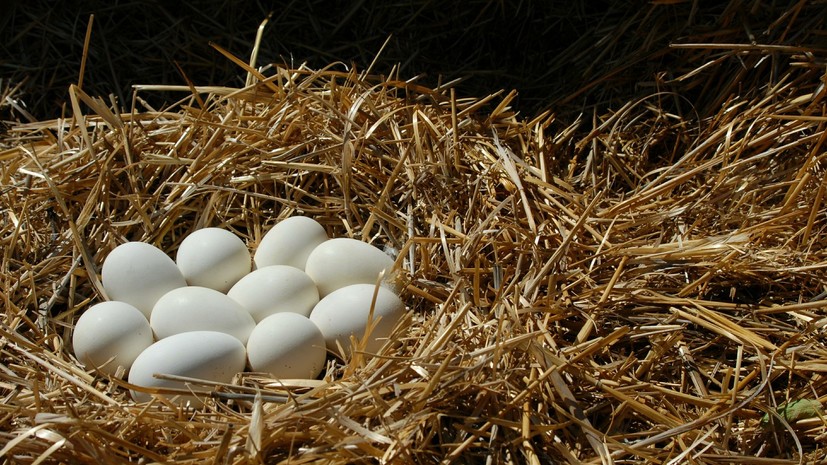 Россия ограничила ввоз живой птицы и яиц из региона Нидерландов