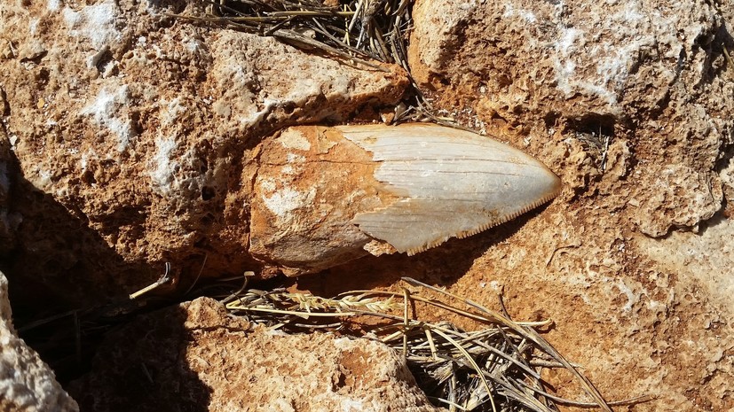 В Австралии украли зуб древней мегаакулы