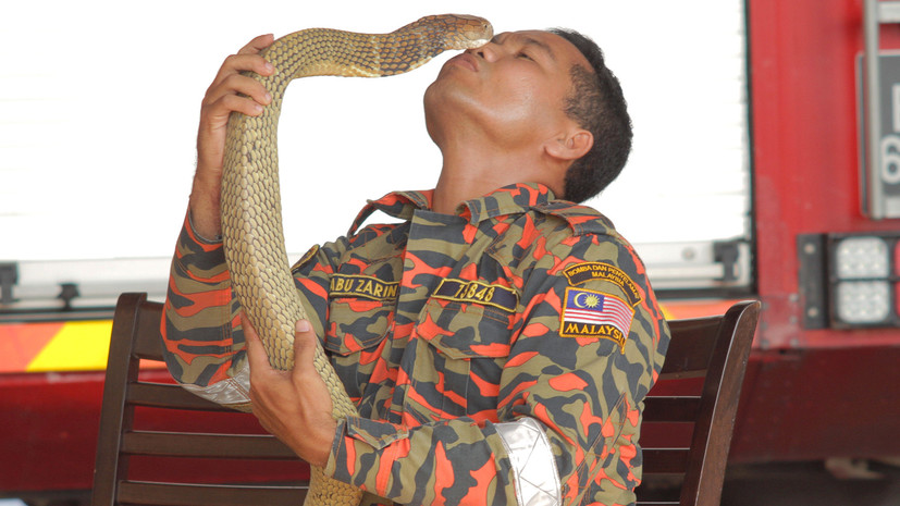 В Малайзии от укуса кобры умер знаменитый «укротитель змей»