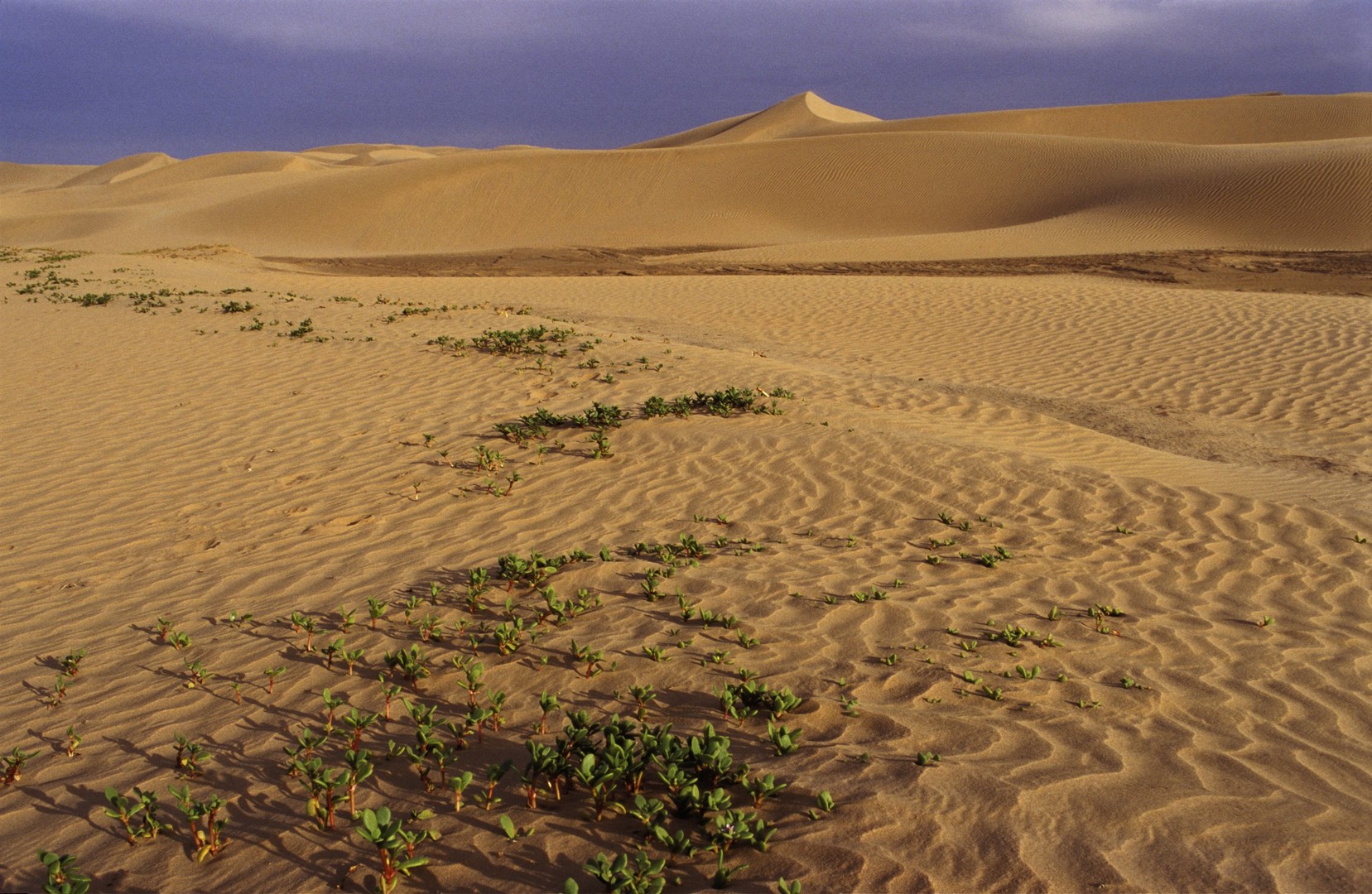 Самая сухая пустыня в африке. Пустыня сахара опустынивание. Африка пустыня сахара. Опустынивание Марокко. Пустыня сахара площадь.