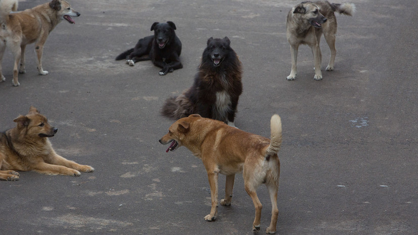 В Екатеринбурге организована проверка после нападения собаки на ребёнка