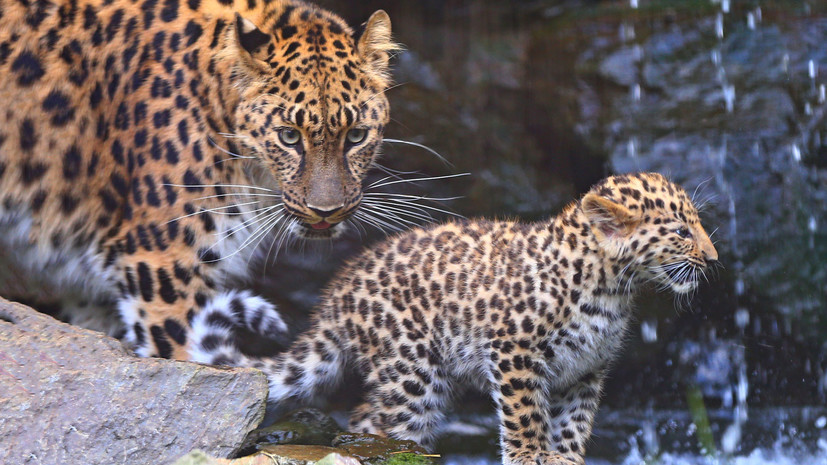 Количество леопардов в национальном парке в Приморье за год выросло на 14 особей