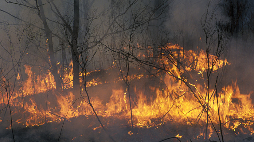 В Приамурье из-за лесных пожаров введён режим ЧС