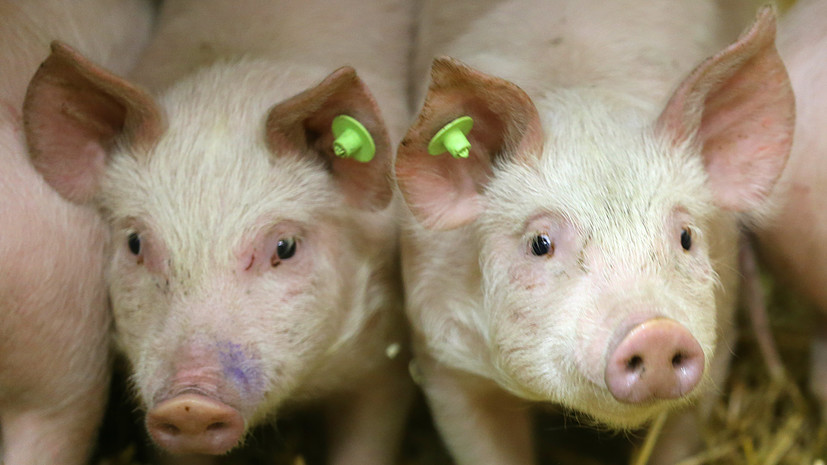 Россельхознадзор запрещает поставки свиней из Белоруссии