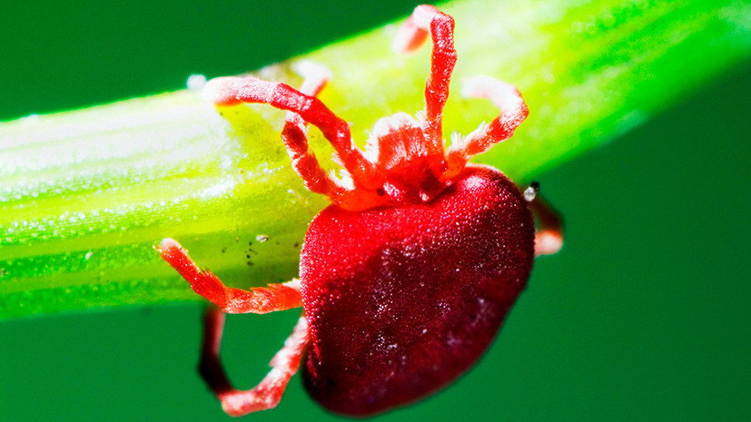 Роспотребнадзор сообщил, что почти 1,6 тысячи россиян обратились к врачам из-за укусов клещей