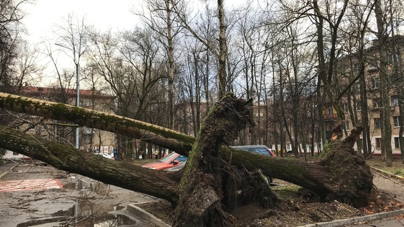 С дорог Московской области вывезли более 450 упавших во время урагана деревьев