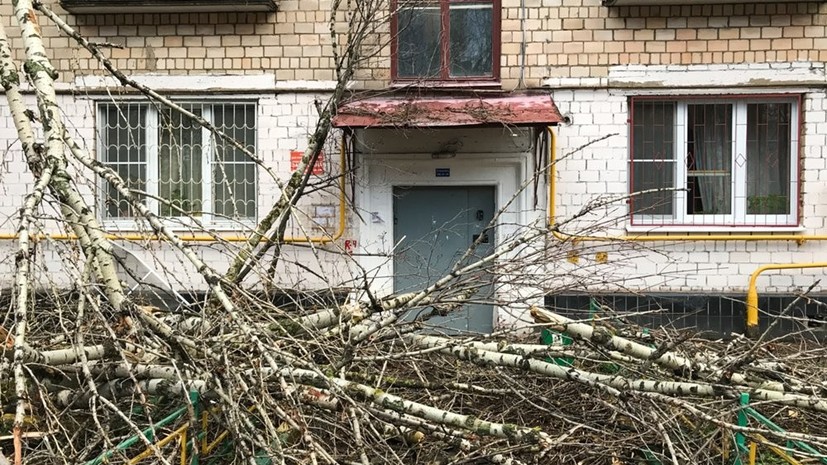 В Москве завершили работы по уборке поваленных после урагана деревьев