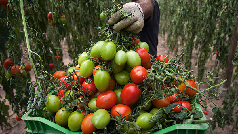 Россельхознадзор разрешает поставки томатов ещё пяти турецких предприятий