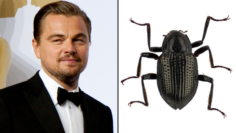Почему биологи называли новый вид насекомого в честь голливудского актёра