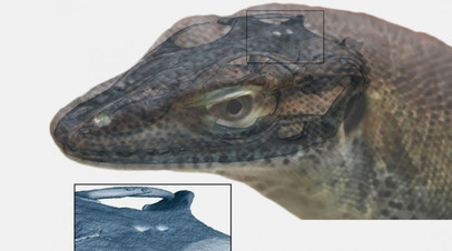 Реконструкция внешнего вида ящерицы Saniwa ensidens